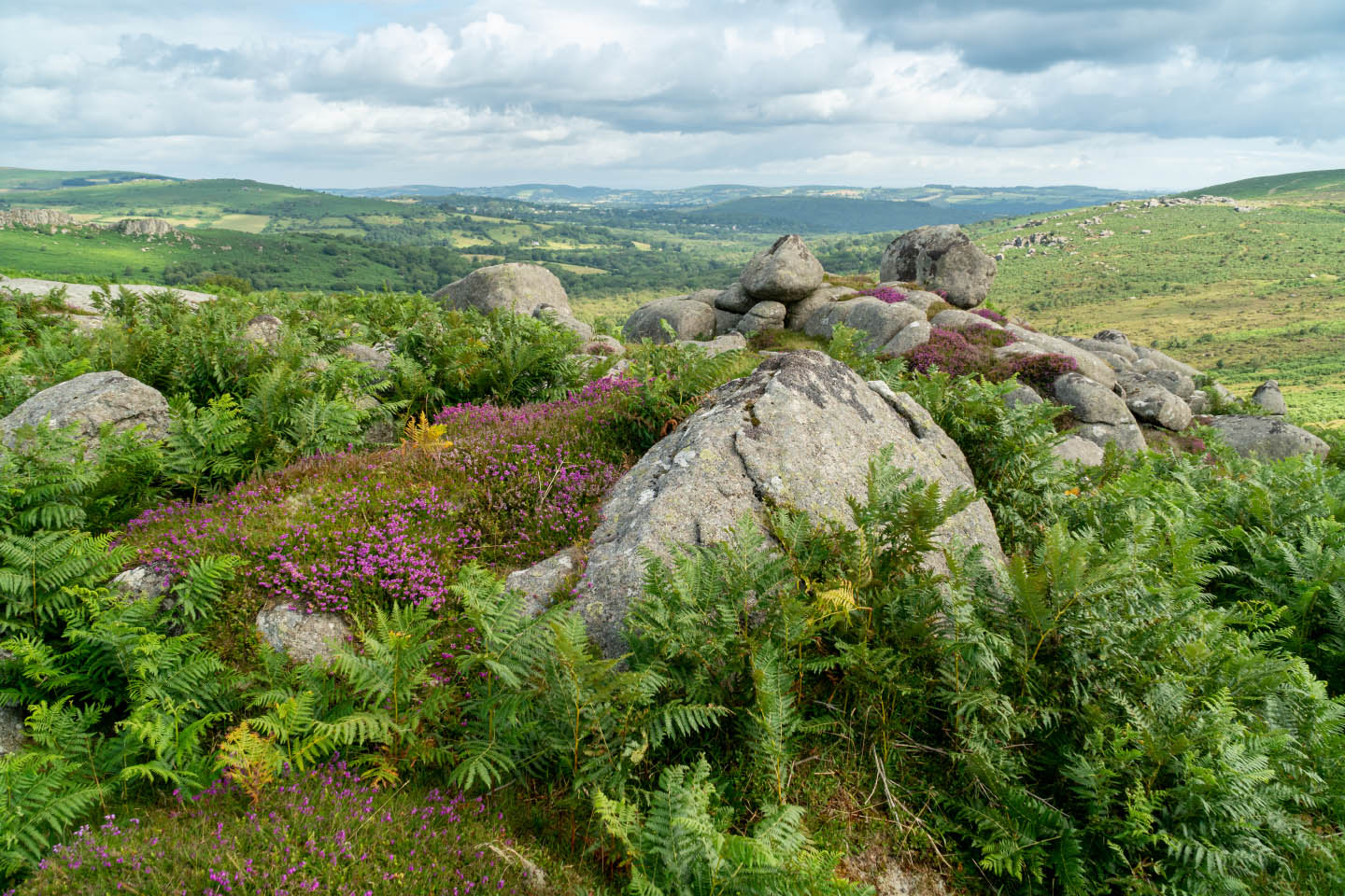 Rocky landscape with granite stones, green ferns and purple heather near Haytor Rocks in Dartmoor, England. Landscape around city of Haytor Vale. An inspiration for floral designs by Artem Florum.